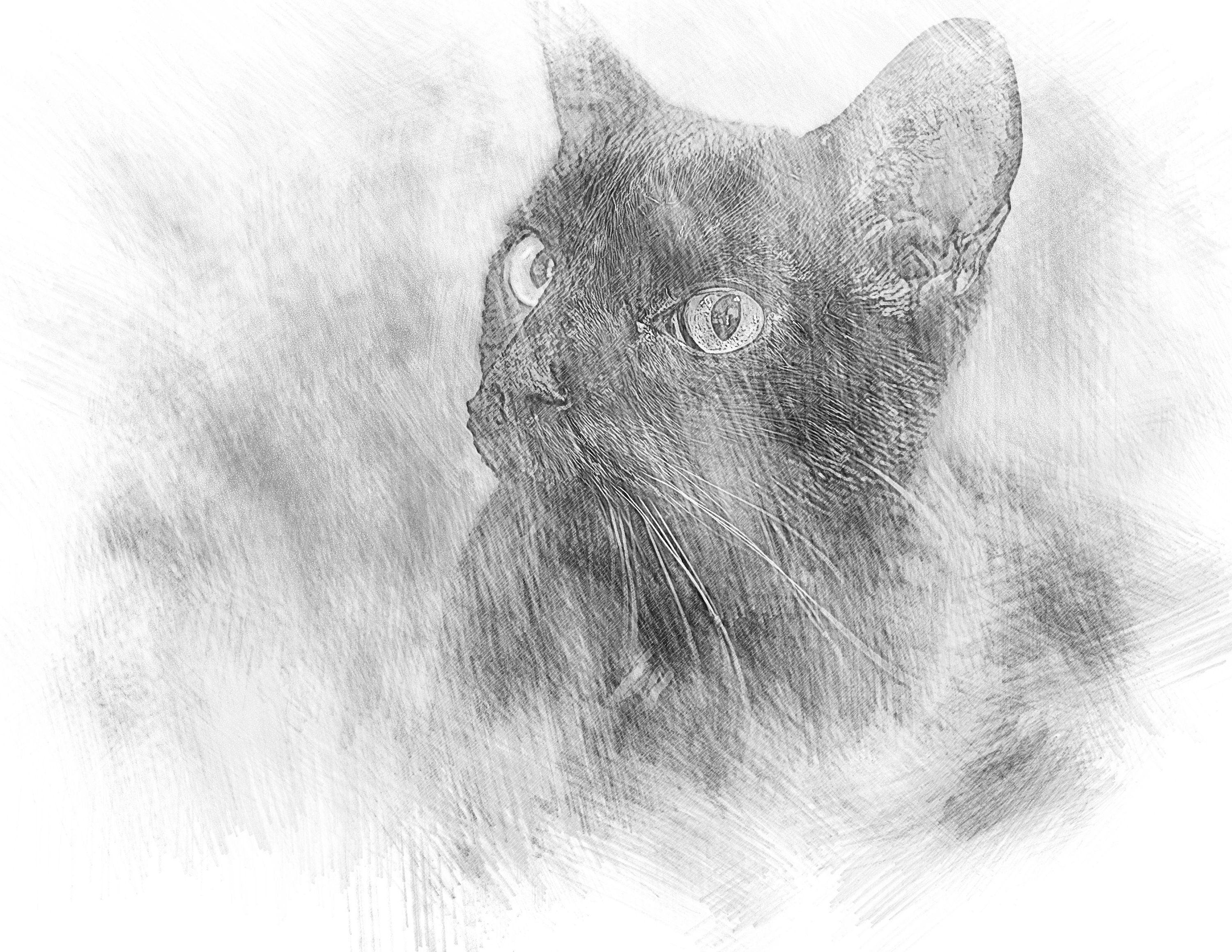 Custom Pencil Sketch Effect (Digital)